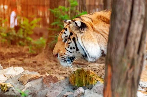 Portrait of a tiger Stock Photos