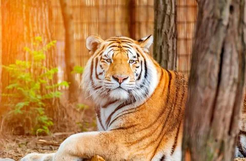 Portrait of a tiger Stock Photos