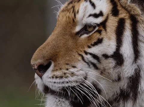 Portrait of a tiger Stock Photos