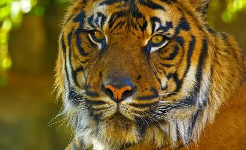 Portrait of a tiger Stock Photos