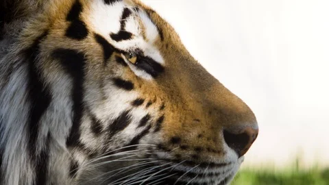 Portrait of a tiger in profile Stock Footage 88840176