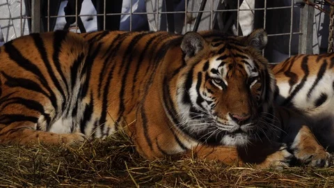 Portrait of a tiger resting on the ground. 4K Stock Footage 86256523