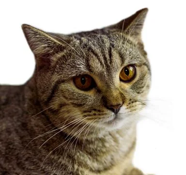 Portrait of tiger tabby kitten isolate Stock Photos