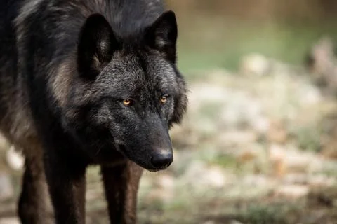 Portrait of timberwolf in the forest Stock Photos