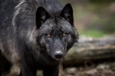 Portrait of timberwolf in the forest Foto stock