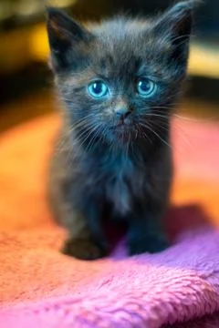 Portrait of a tiny black kitten sitting Stock Photos