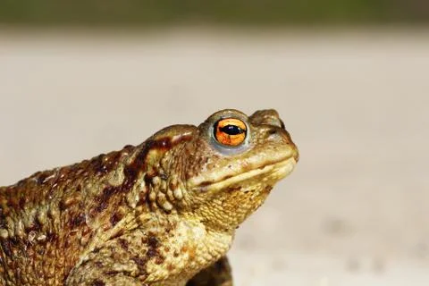 Portrait of tiny common toad Stock Photos