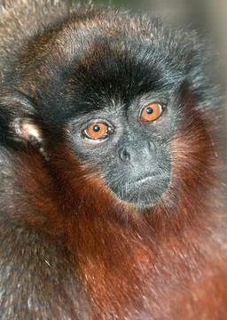 Portrait of a Titi Monkey Stock Photos