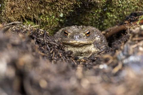 The portrait of a toad Stock Photos