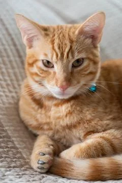 Portrait of toby cat with plastic claws cover Foto stock