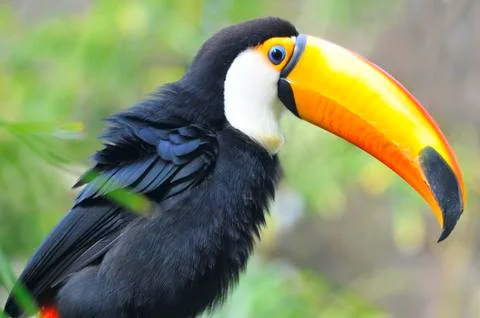 Portrait of toco toucan Stock Photos