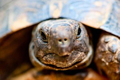 Portrait of tortoise close up Stock Photos