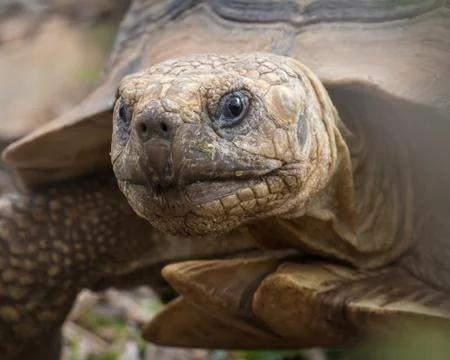 Portrait of tortoise Stock Photos