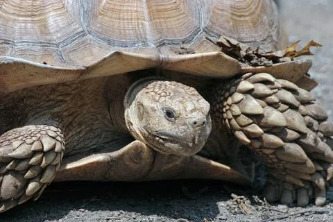 Portrait of a Tortoise Stock Photos