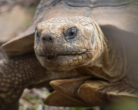 Portrait of tortoise Stock Photos