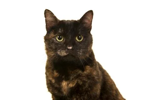 Portrait of a tortoiseshell cat looking at the camera isolated on a white bac Stock Photos