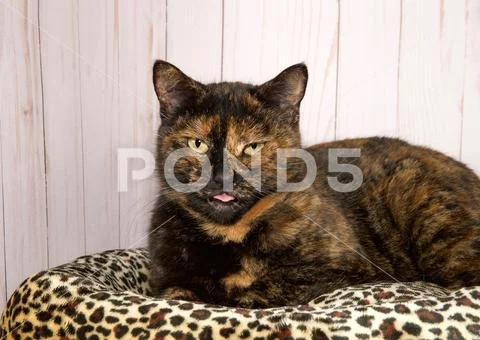 Portrait of a tortoiseshell cat, or tortie, looking at viewer, eyes squinty a Stock Photos