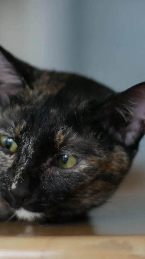 Portrait of tortoiseshell cat, pet concept. Stock Footage 311364434