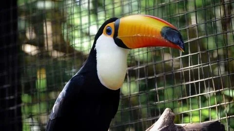 Portrait of a toucan Stock Photos