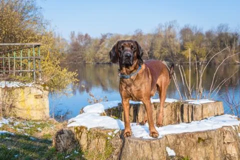 Portrait of a tracker dog Stock Photos