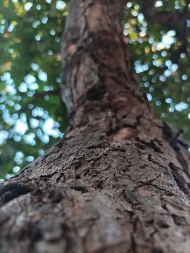 Portrait of a tree trunk from below Stock Photos