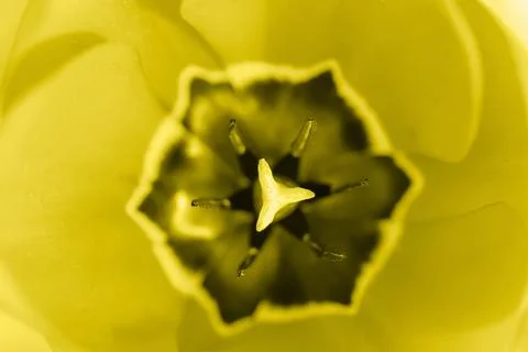 Portrait of a tulip core inside view. Toning 2022. For backgrounds and textur Stock Photos