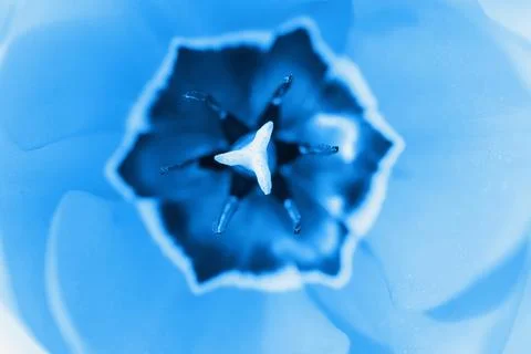 Portrait of a tulip core inside view. Toning 2022. For backgrounds and textur Stock Photos