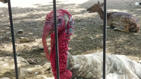 Portrait of a turkey on a deer captivity Stock Footage 208855040
