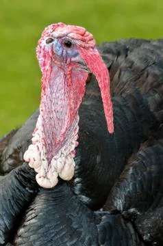 Portrait turkey Stock Photos