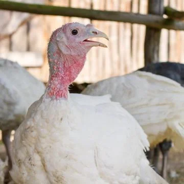 Portrait of a turkey Stock-Fotos