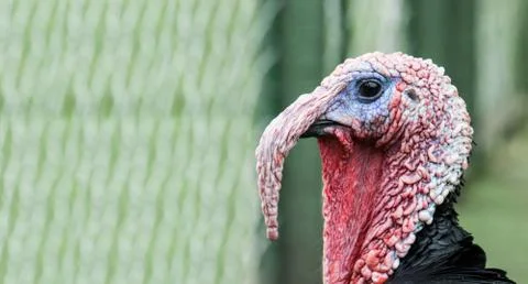 Portrait of a turkey Stock Photos