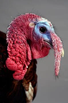 Portrait of a Turkey Stock Photos