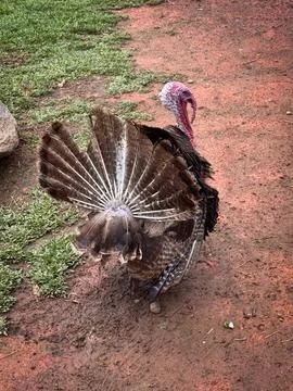 Portrait of a Turkey Stock Photos