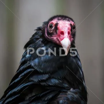 Portrait turkey vulture (cathartes aura) Stock Photos