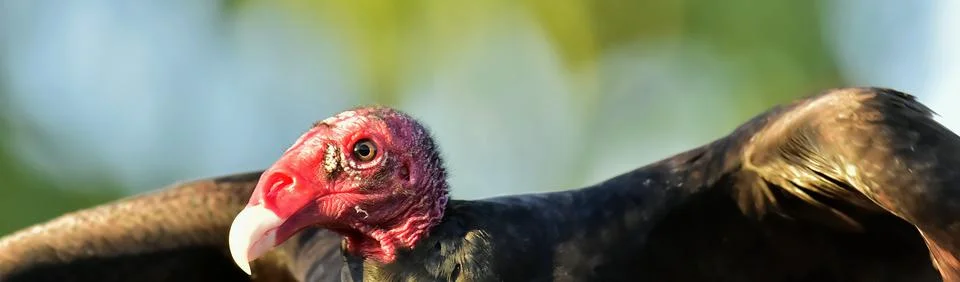 Portrait of a Turkey Vulture (Cathartes aura) Stock Photos
