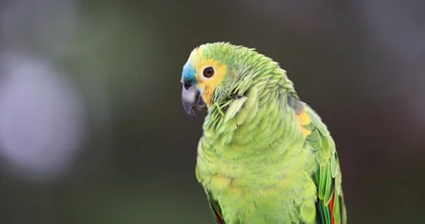 Portrait of a Turquoise-fronted Amazon Stock Footage 157586300