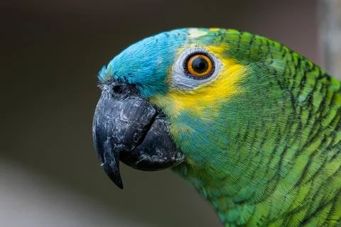 Portrait of a Turquoise-fronted Amazon Stock Photos