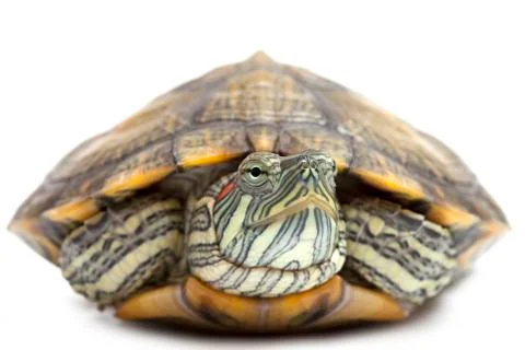 Portrait of a turtle close-up Stock-Fotos