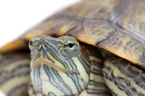 Portrait of a turtle 写真素材