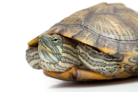 Portrait of a turtle 写真素材