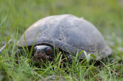 Portrait of a turtle in the spring green grass Stock Photos
