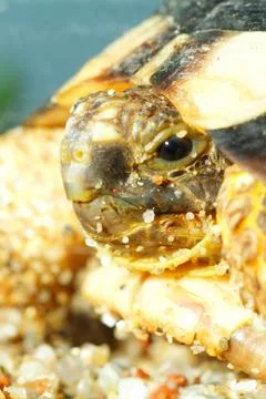 Portrait turtles 스톡 사진