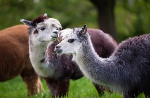 Portrait of two Alpacas Stock Photos