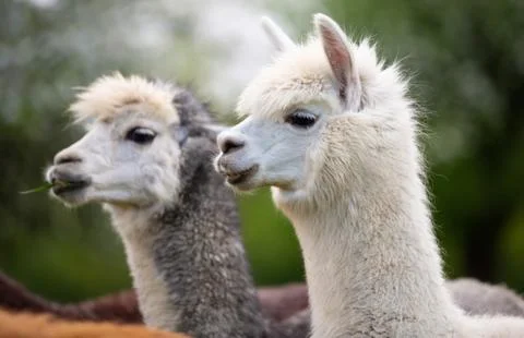 Portrait of two Alpacas Stock Photos