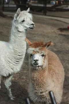 Portrait of a two alpacas with shaved bangs, eyes visible, pretty face Stock Photos