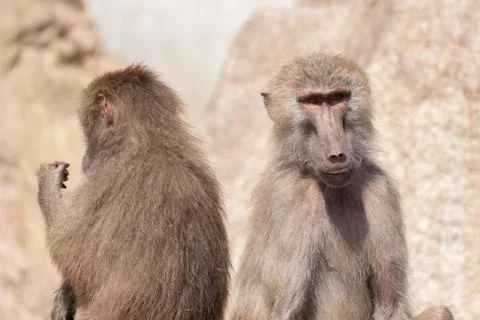 Portrait of two baboons back to back Stock Photos
