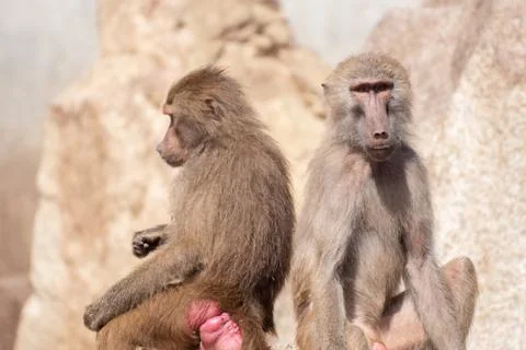 Portrait of two baboons back to back Stock Photos