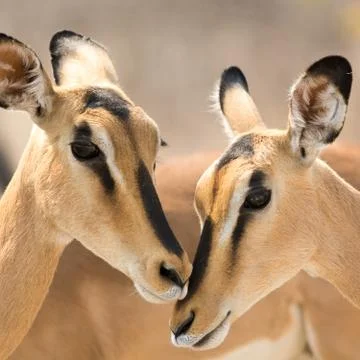 Portrait of Two Blackfaced Impala Stock Photos