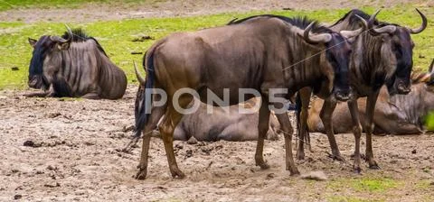 Portrait of two brindled gnus standing together, popular safari animals, trop Stock Photos