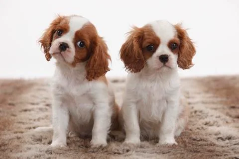 Portrait of two Cavalier King Charles Spaniel puppies sitting on brown plush Stock Photos